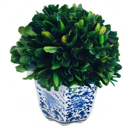 Preserved Boxwood Ball in Blue and White Pot