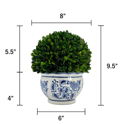 Preserved Boxwood Ball in Blue and White Pot