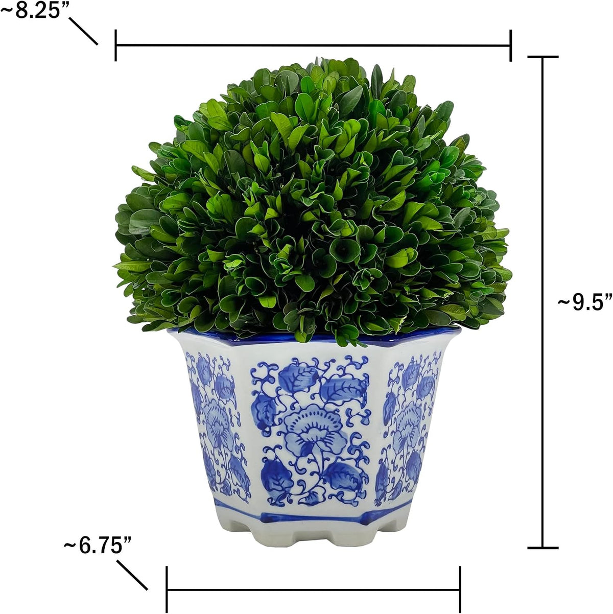 Preserved Boxwood Ball in Blue and White Pot
