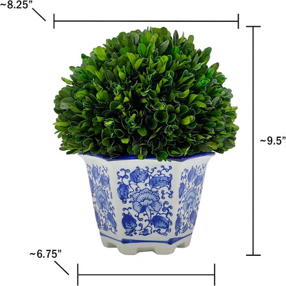 Preserved Boxwood Ball in Blue and White Pot