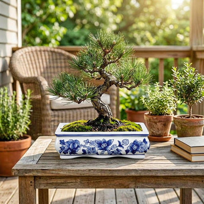 Blue and White Bonsai Pots, Set of 2