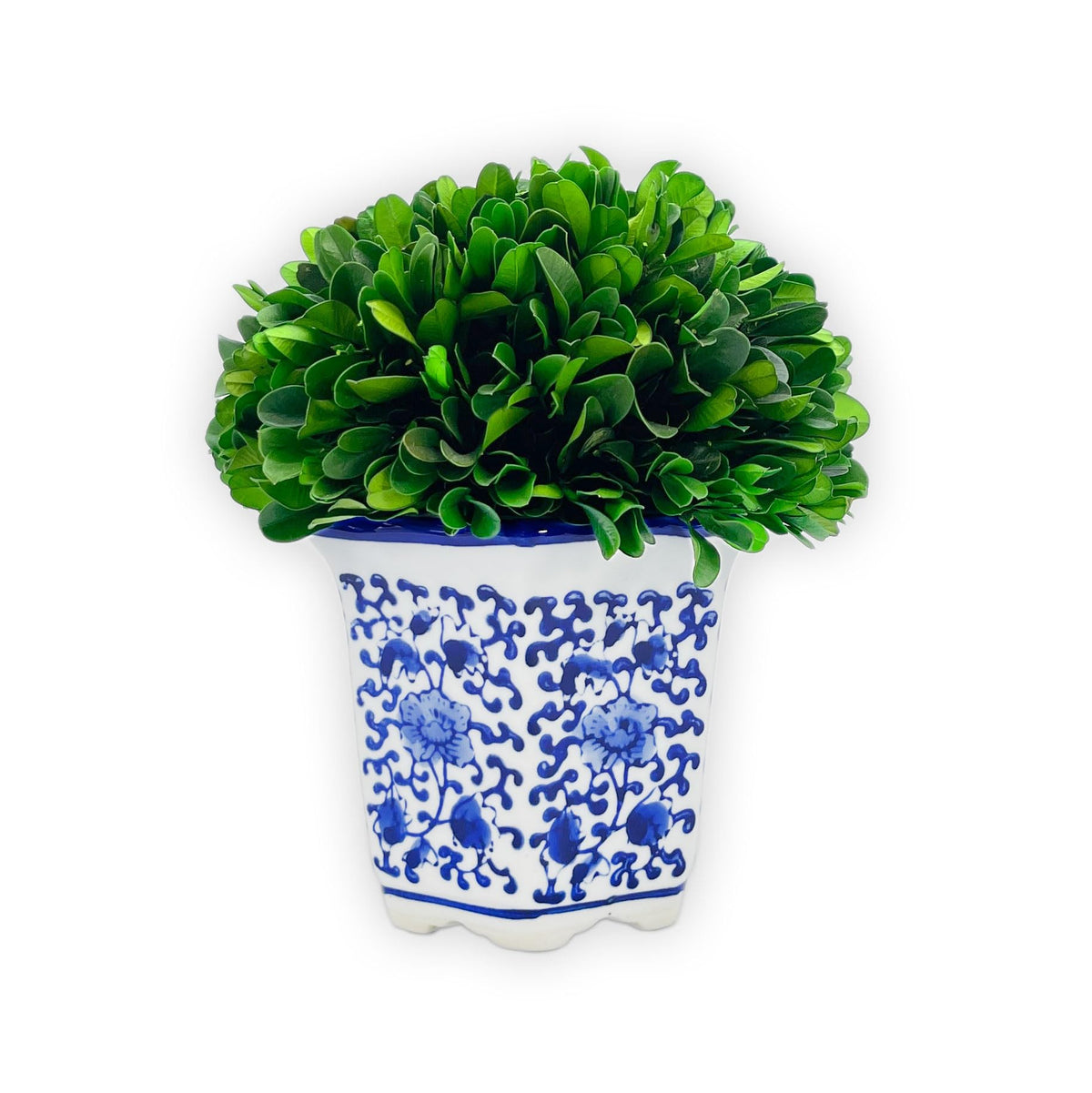 Preserved Boxwood Ball in Blue and White Pot
