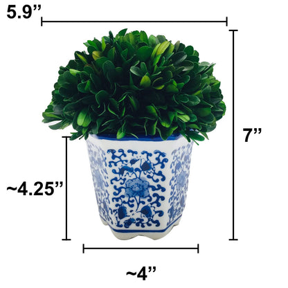 Preserved Boxwood Ball in Blue and White Pot