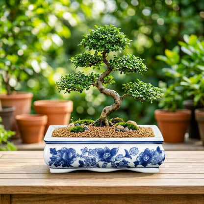 Blue and White Bonsai Pots, Set of 2