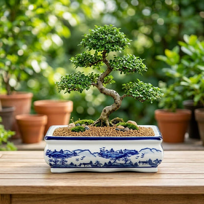 Blue and White Bonsai Pots, Set of 2