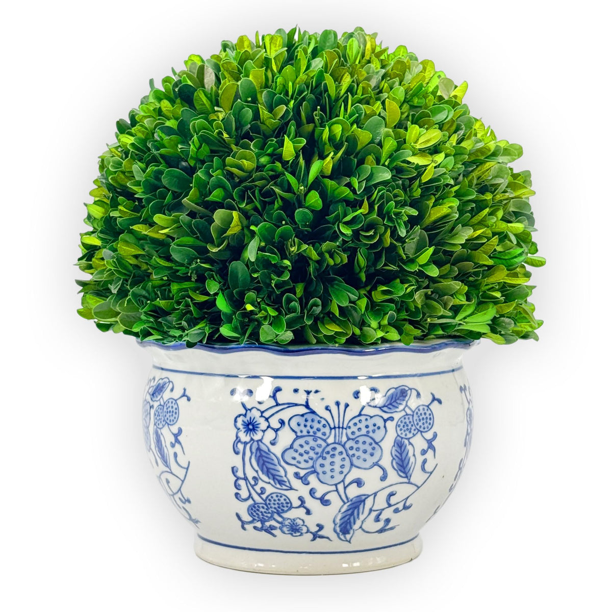 Preserved Boxwood Ball in Blue and White Pot