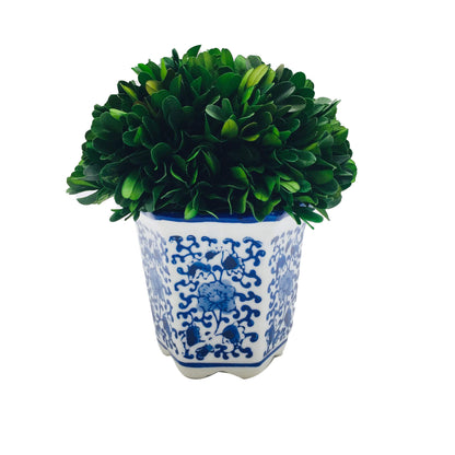 Preserved Boxwood Ball in Blue and White Pot