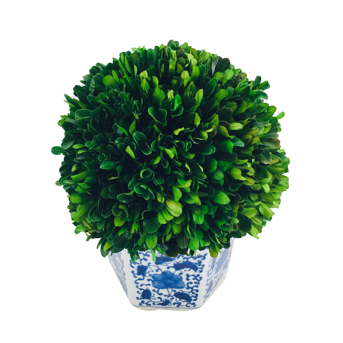 Preserved Boxwood Ball in Blue and White Pot