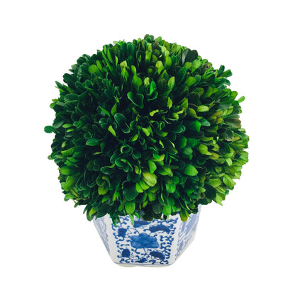 Preserved Boxwood Ball in Blue and White Pot