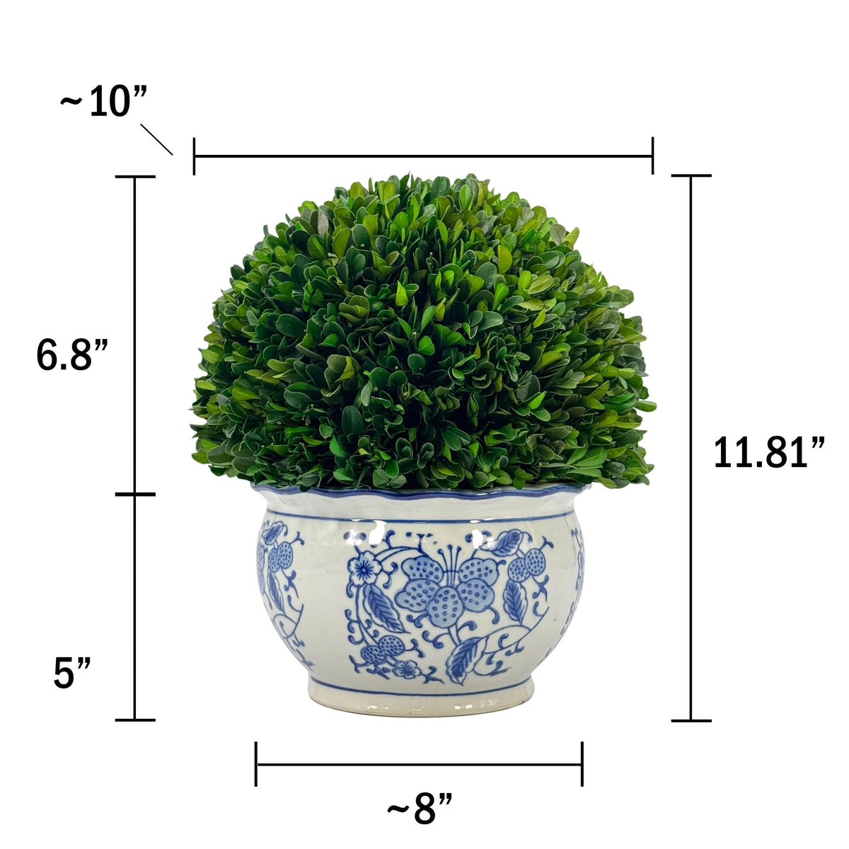 Preserved Boxwood Ball in Blue and White Pot