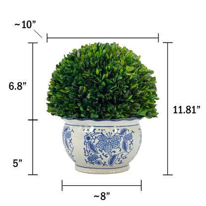 Preserved Boxwood Ball in Blue and White Pot