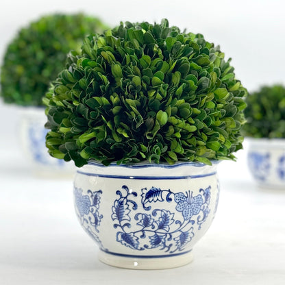 Preserved Boxwood Ball in Blue and White Pot