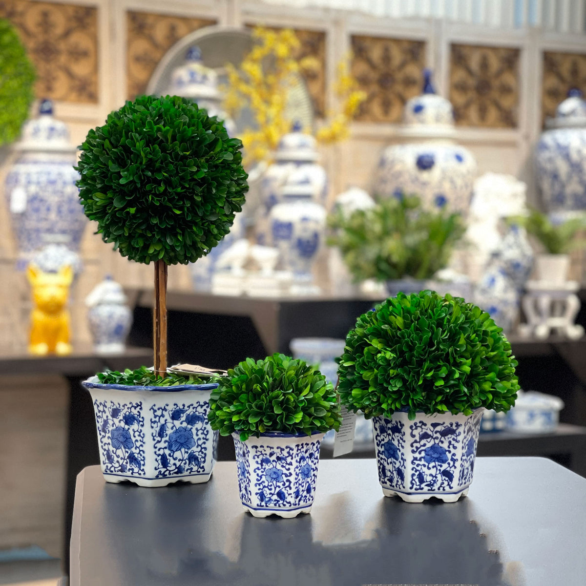 Preserved Boxwood Ball in Blue and White Pot