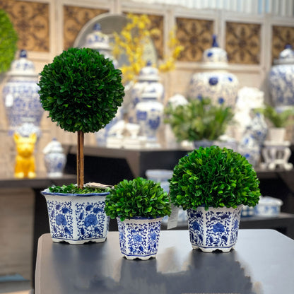 Preserved Boxwood Ball in Blue and White Pot
