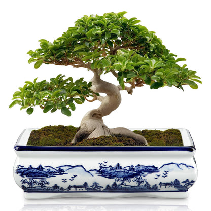 Blue and White Bonsai Pots, Set of 2