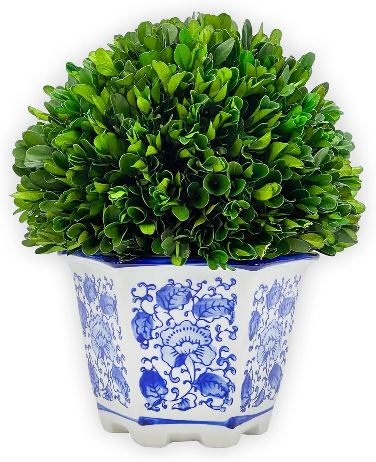 Preserved Boxwood Ball in Blue and White Pot
