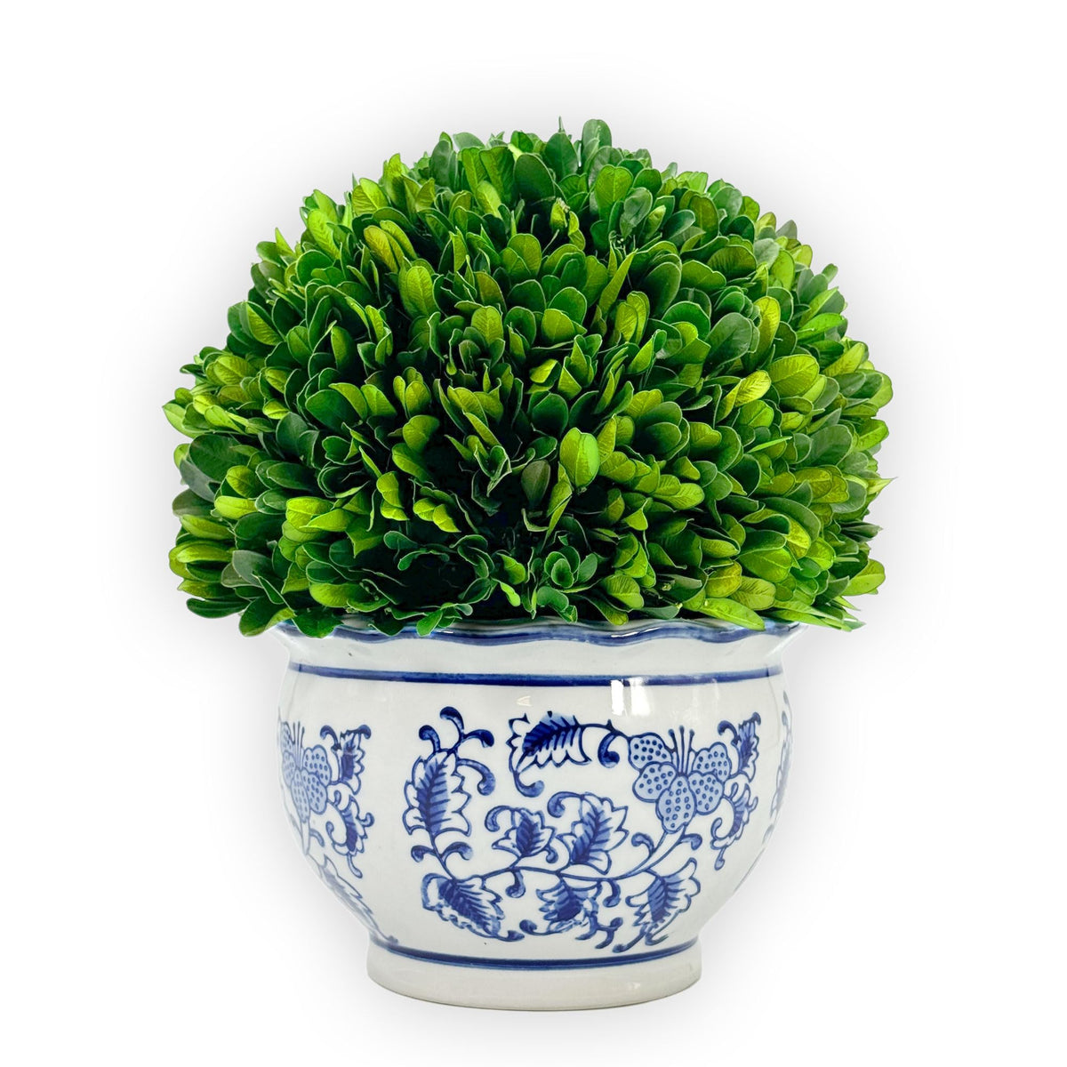 Preserved Boxwood Ball in Blue and White Pot