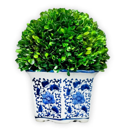 Preserved Boxwood Ball in Blue and White Pot