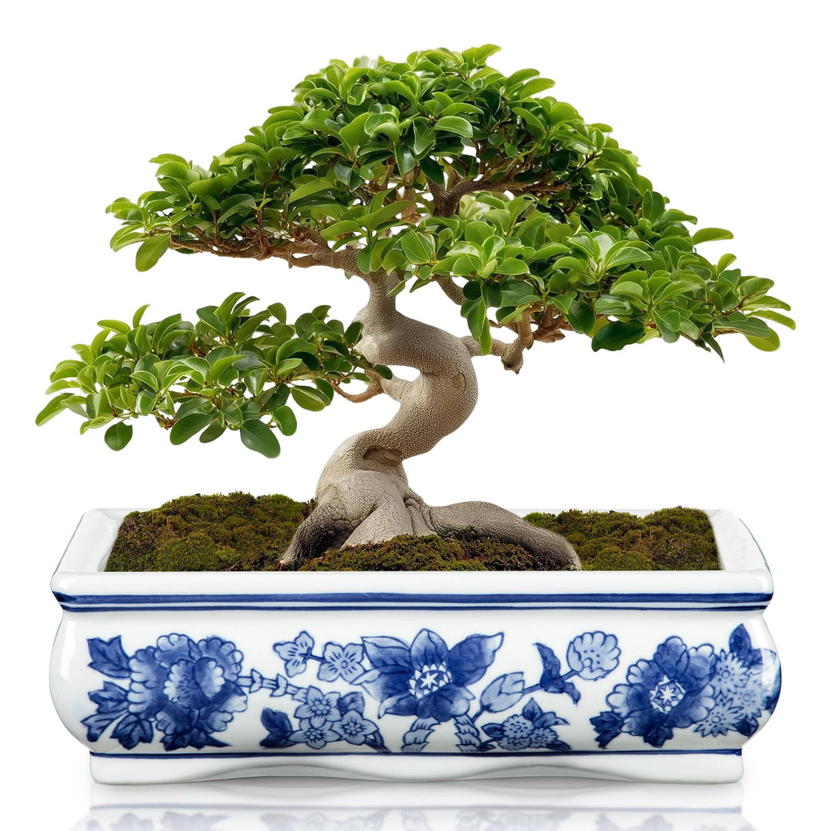 Blue and White Bonsai Pots, Set of 2