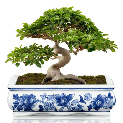 Blue and White Bonsai Pots, Set of 2