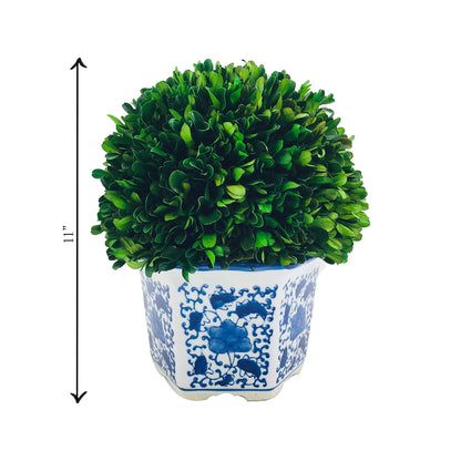Preserved Boxwood Ball in Blue and White Pot