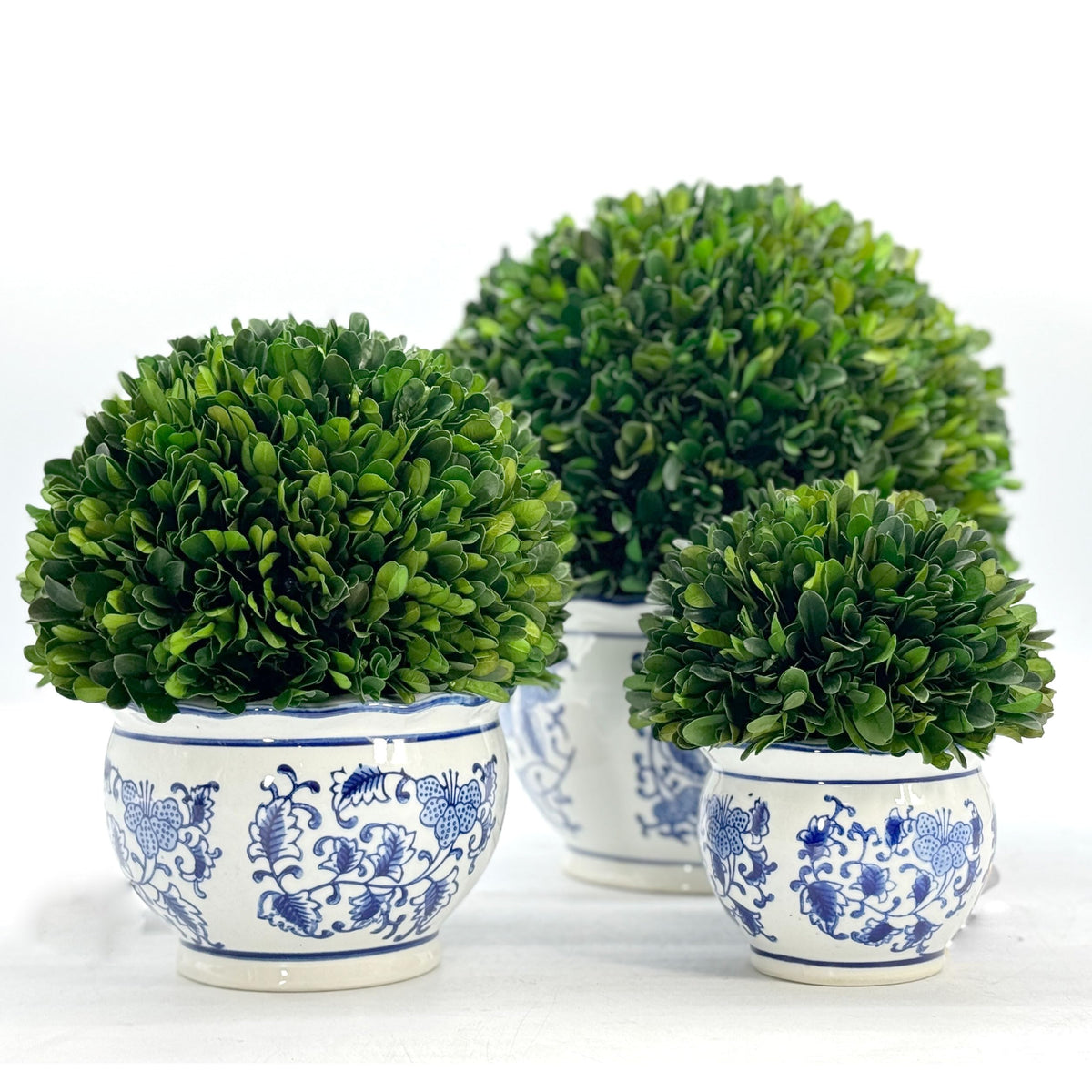 Preserved Boxwood Ball in Blue and White Pot