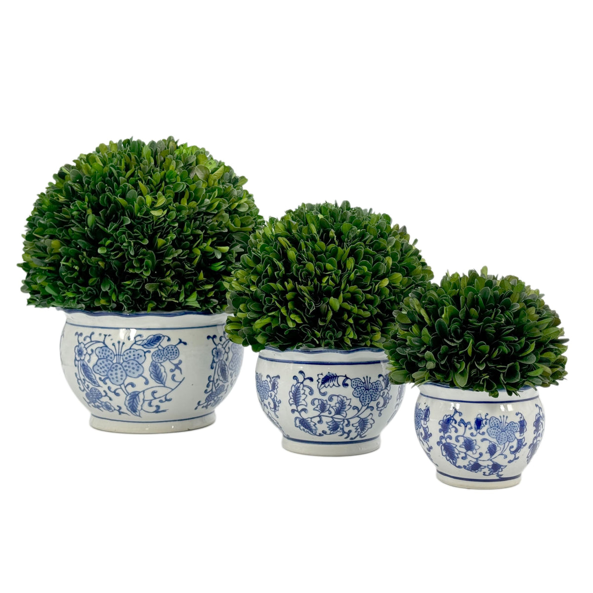 Preserved Boxwood Ball in Blue and White Pot
