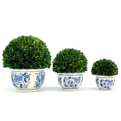Preserved Boxwood Ball in Blue and White Pot