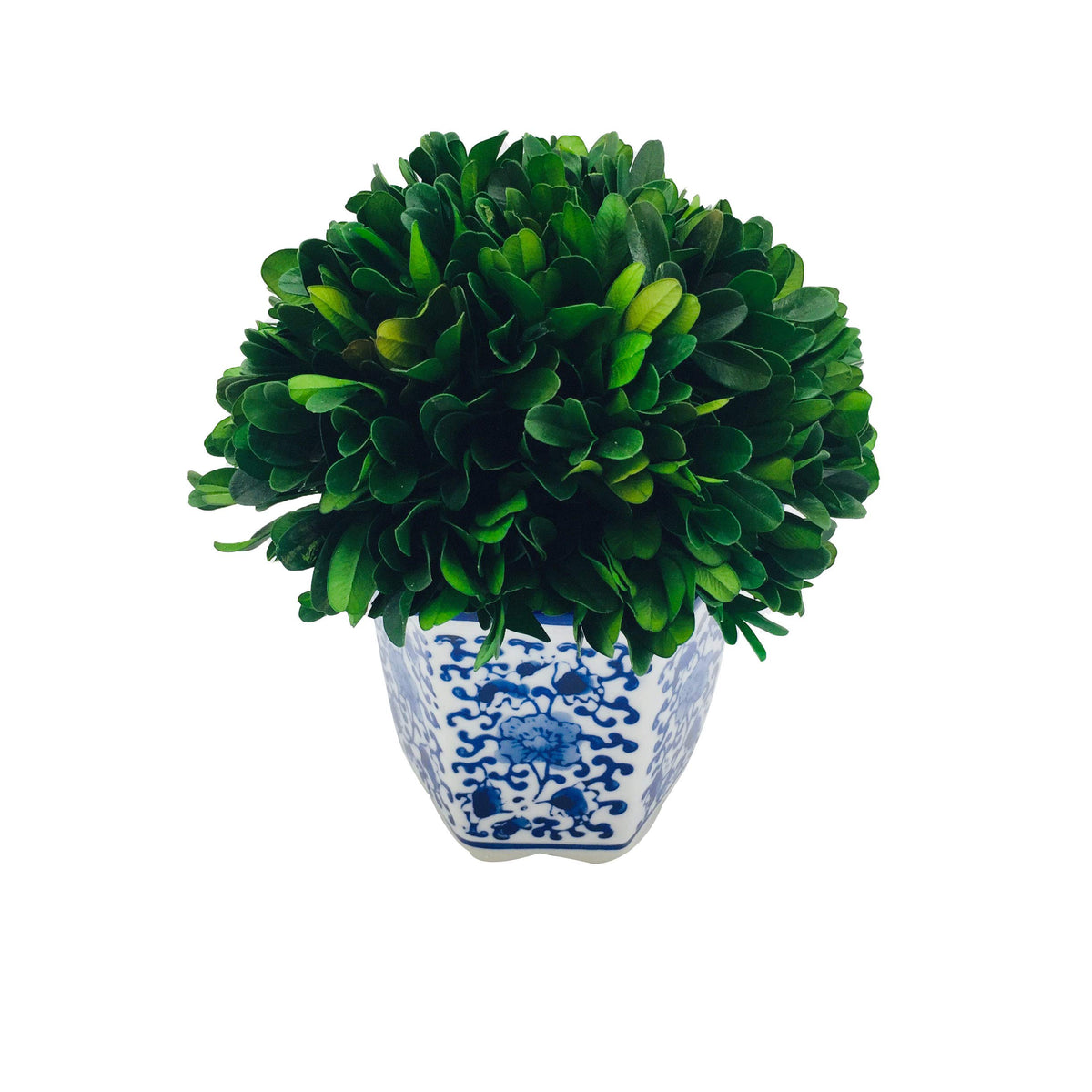 Preserved Boxwood Ball in Blue and White Pot