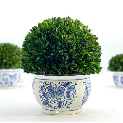Preserved Boxwood Ball in Blue and White Pot