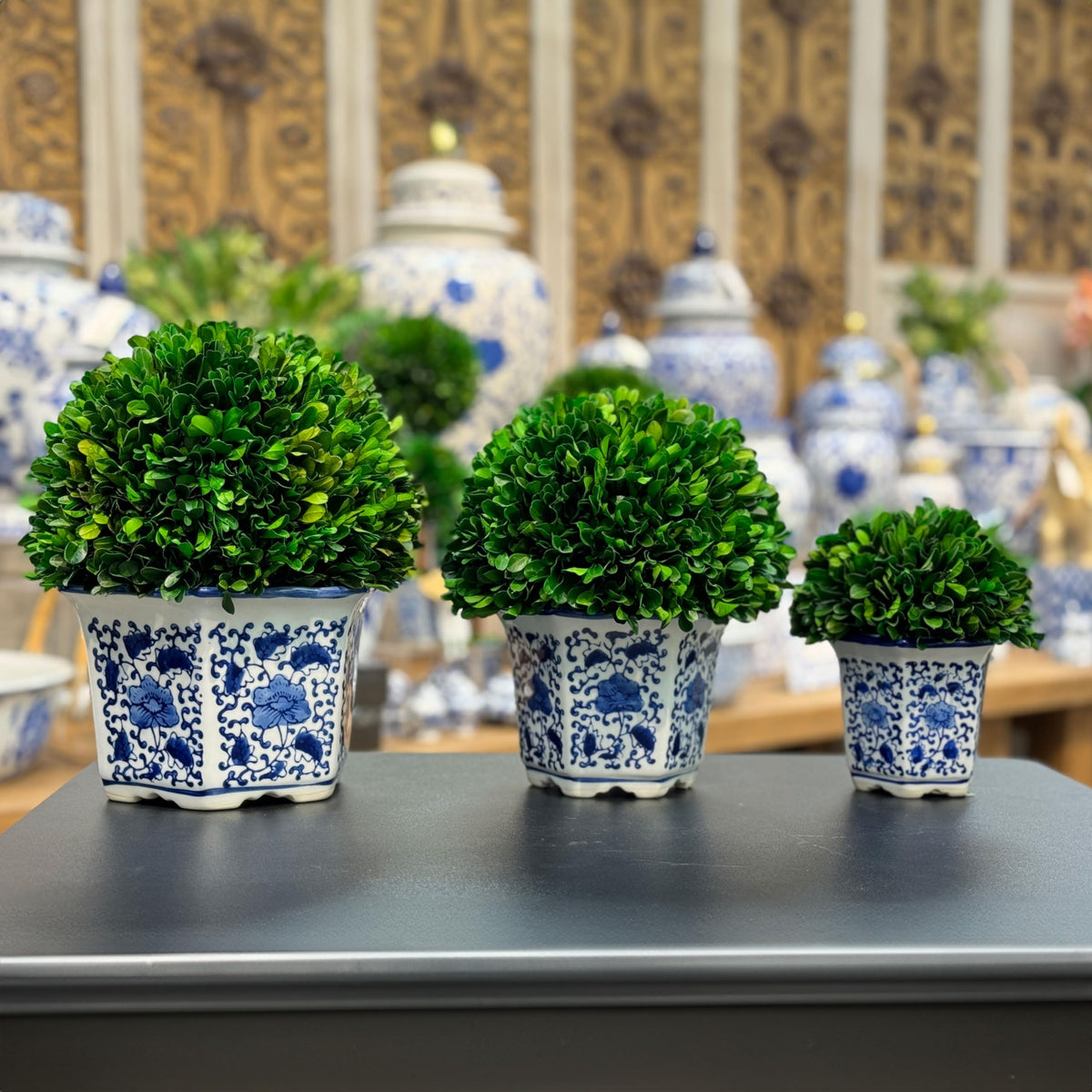 Preserved Boxwood Ball in Blue and White Pot