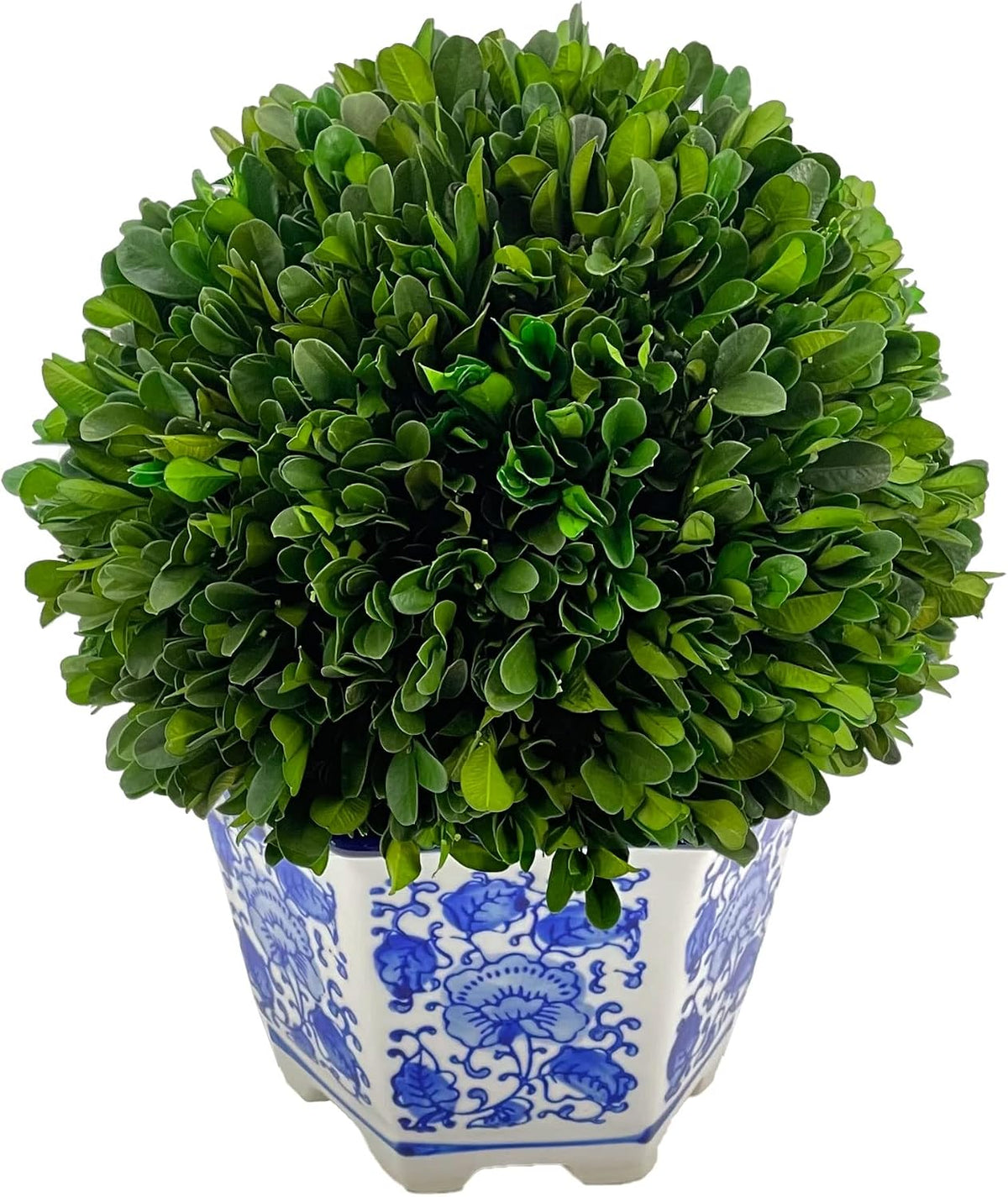 Preserved Boxwood Ball in Blue and White Pot