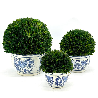 Preserved Boxwood Ball in Blue and White Pot
