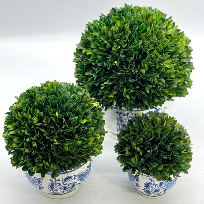 Preserved Boxwood Ball in Blue and White Pot