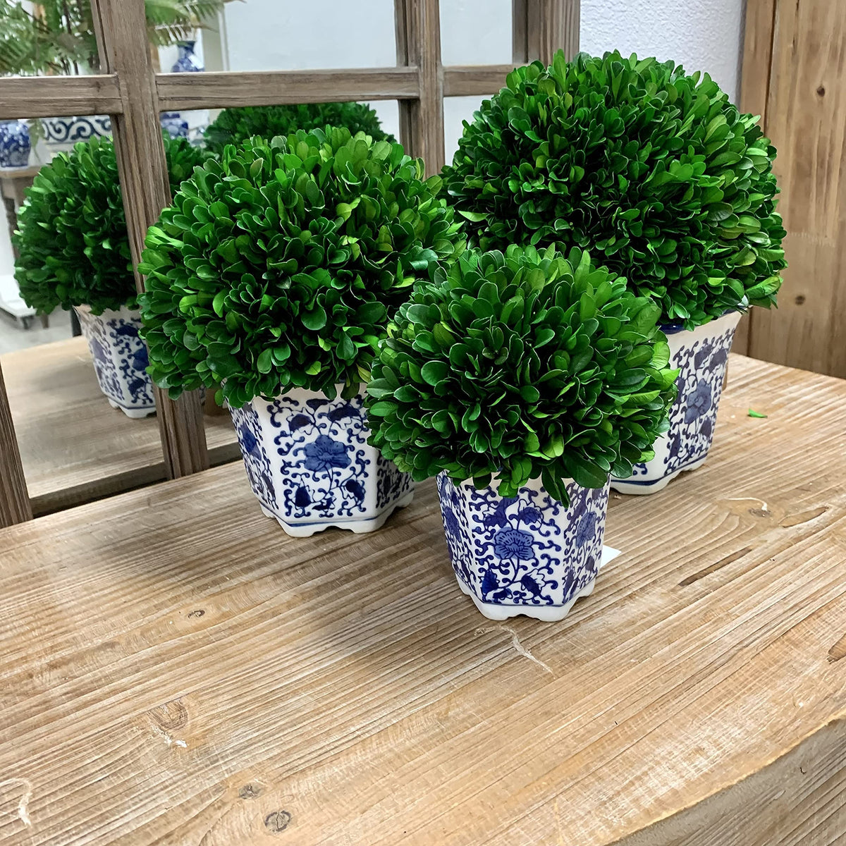 Preserved Boxwood Ball in Blue and White Pot
