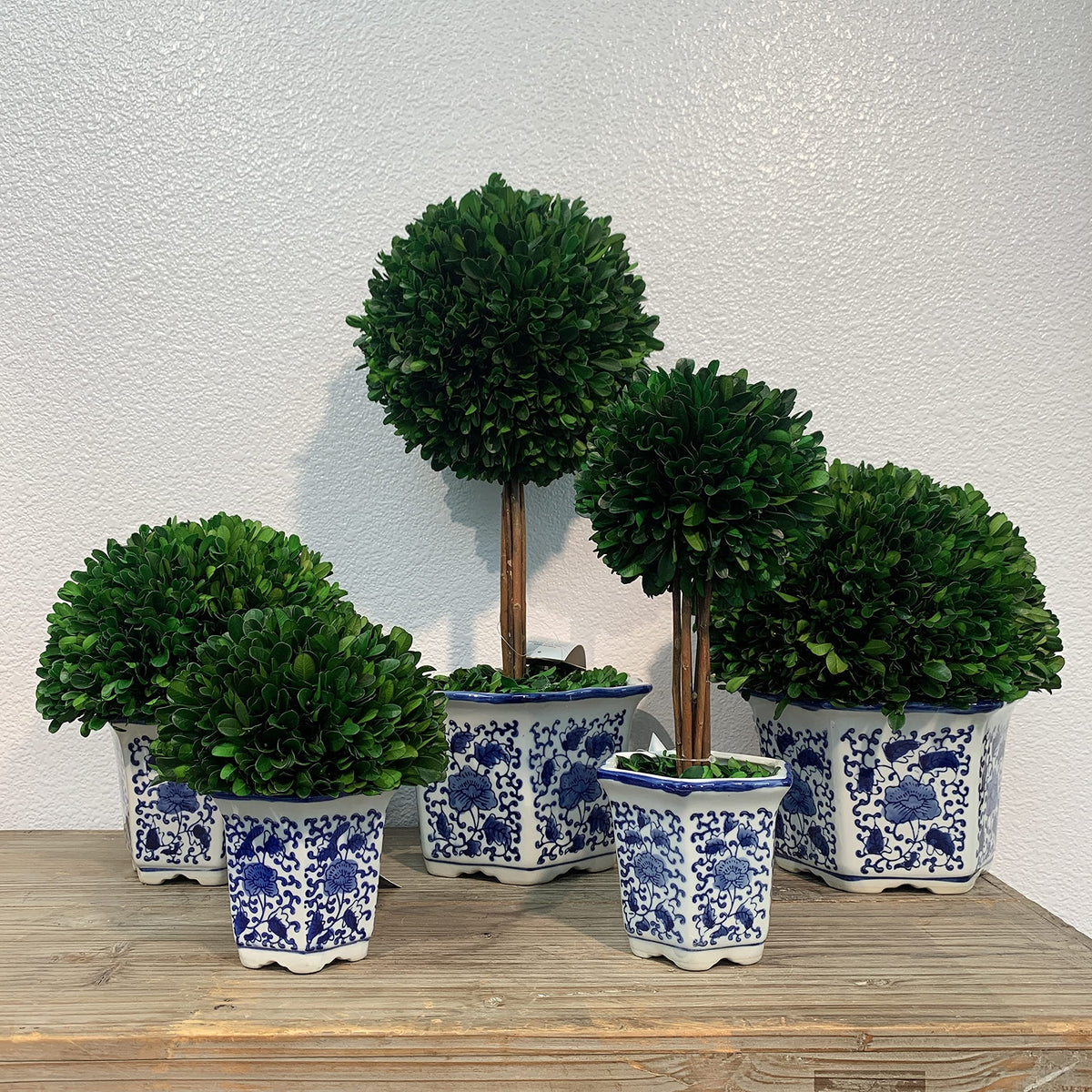Preserved Boxwood Ball in Blue and White Pot