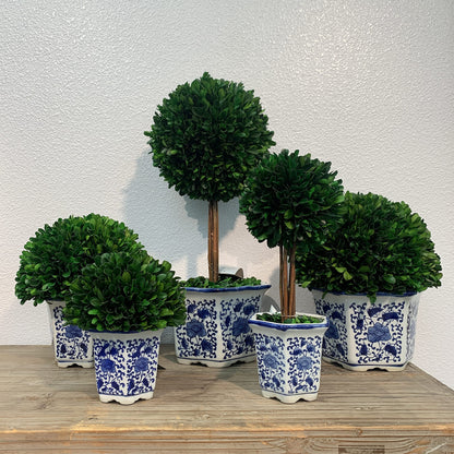 Preserved Boxwood Ball in Blue and White Pot