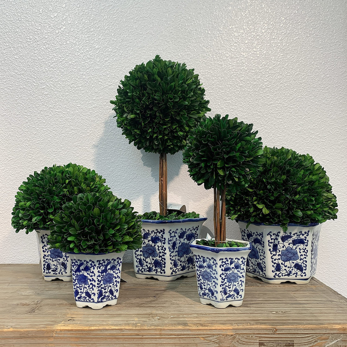 Preserved Boxwood Ball in Blue and White Pot