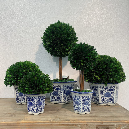 Preserved Boxwood Ball in Blue and White Pot